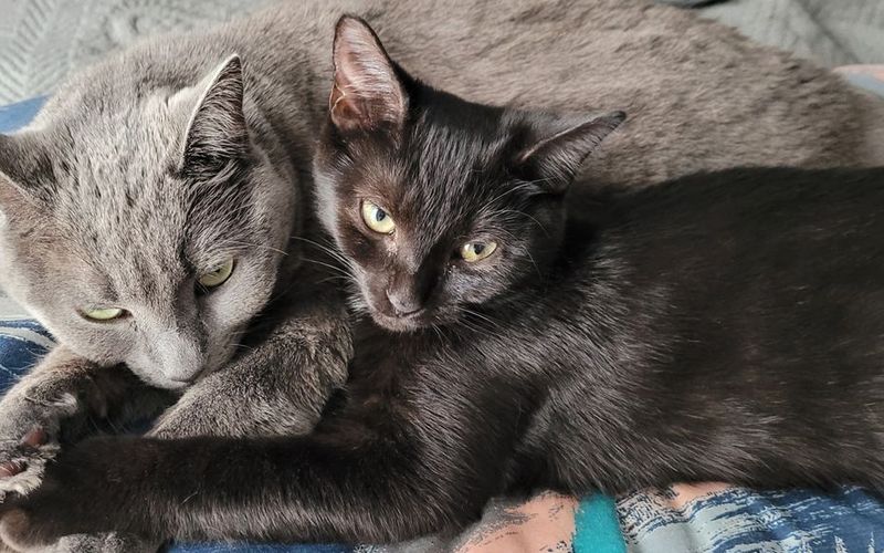 Cómo Cuidar a tu Gato: Guía Básica para Principiantes