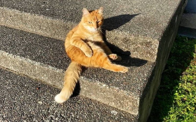 5 Curiosidades Fascinantes Sobre los Gatos