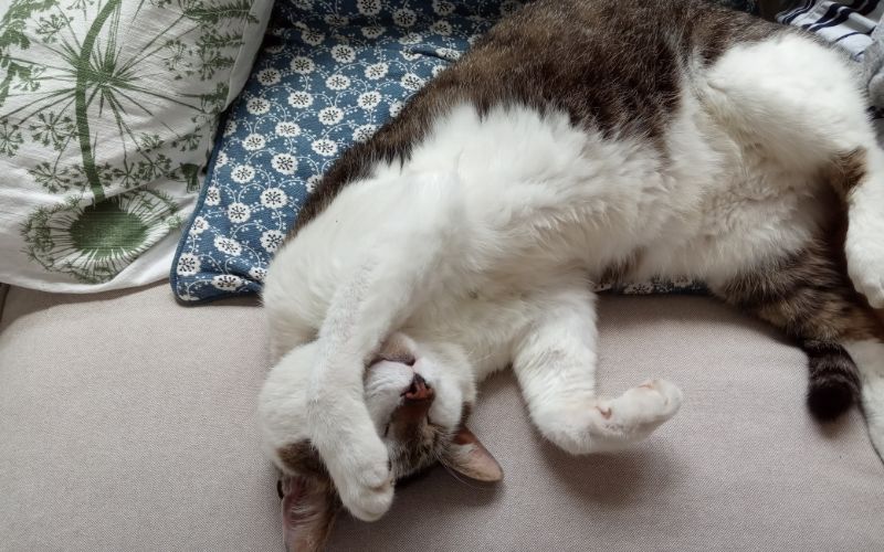 El Lenguaje Corporal de los Gatos: Qué Nos Dicen sus Colas y Orejas
