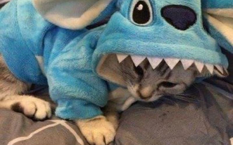 Las Razas de Gatos Más Populares del Mundo